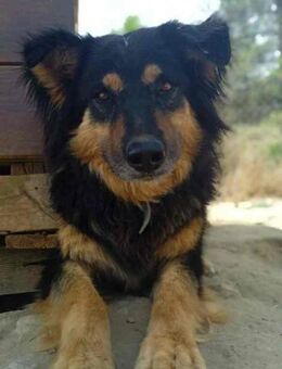 Rigodon; freundlicher Kletterkünstler - Geilenkirchen