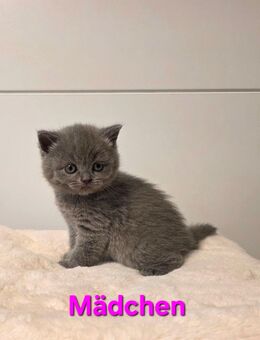 Bkh kitten, bkh Kätzchen, katze - Bad Rappenau