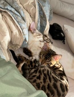 2 Bengal Katzen Mädchen - Lingen (Ems)