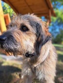 Csufi, sympathischer Hundemann, ca. 6 Ja - Vaterstetten