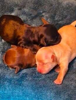 Shih poo Welpen suchen auf Lebenszeit ihr Zuhause - Glandorf