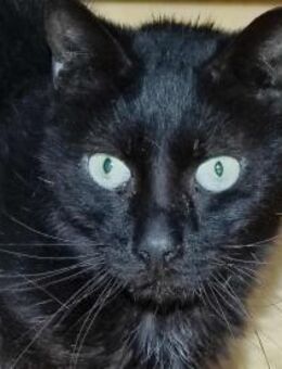 Katze FANI:starke Schmerzen beim Essen - Augsburg