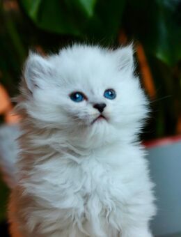 BLH-Kitten (männlich) sucht seine neue Familie. - Berlin