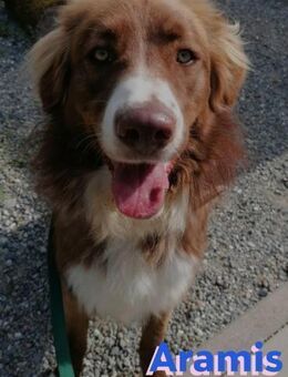 Aramis - lernwillig und wachsam - Heppenheim (Bergstraße)