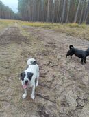 Jack-Russel-Terrier Weibchen abzugeben in 29475