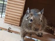 Einsames Degu-Mädchen sucht Anschluss - Bad Sooden-Allendorf
