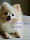 Süßer Zwergspitz Rüde zu verkaufen in 45879