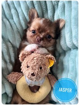 Traumhafte Chihuahua Welpen aus seriöser Zucht mit Ahnentafel - Wiedergeltingen
