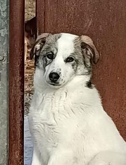 BOYANA -gejagt & geschlagen - dringend ! - Kempen