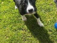 Fred 💙 sucht seine Familie - Kalkar