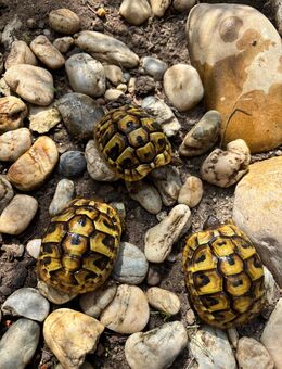 3 Griechische Landschildkröte Thb Nz 2024 - Penzing