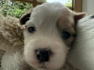Biewer Morkie Welpen - Rees