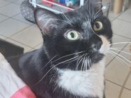 Ruhigen Platz für meinen Schmuse Kater Muck gesucht - Weinstadt