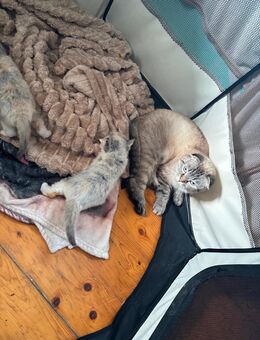 Katzen babys - Kößlarn