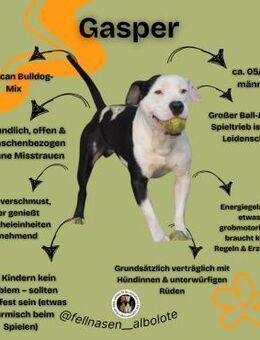 GASPAR, m., kastr., Am.Bull-Mix, 45 cm - Sipplingen