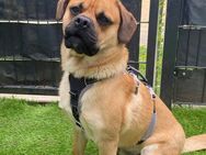 Buddy 1-jähriger Mischlingsrüde - Kassel