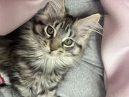 Maine coon kitten - Ellwangen (Jagst)