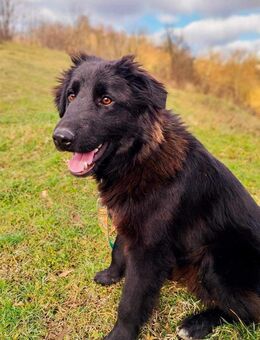 Rob sucht ein Zuhause - Linden (Hessen)