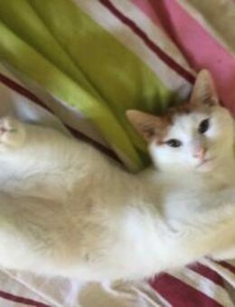 Fluffy aus dem Tierschutz - Grevenbroich