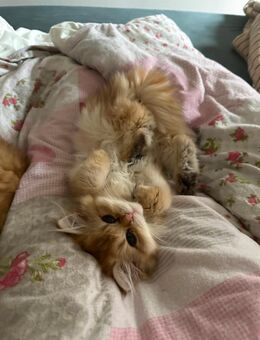 Britisch Langhaar Golden - Bremen