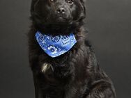💙🐾Bonnie sucht ein schönes Zuhause - Freilassing