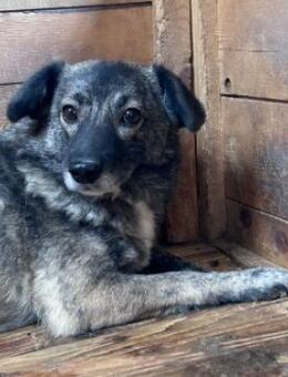 schüchterne Bonnie sucht - Kallmünz