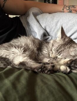 Liebevoller Maine Coon x BKH Kater abzugeben - Laufenburg (Baden) Zentrum