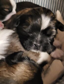 Shih Tzu Welpen - Westerkappeln