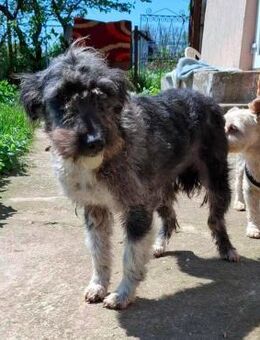 Lenja-Familienhund, mag Katzen, lieb - Blankenheim (Nordrhein-Westfalen)