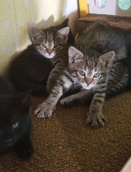 2 der Babys aus dem Mai 2025 möchte ich gern abgeben - Ückeritz