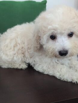 Maltipoo Welpen - Aholming