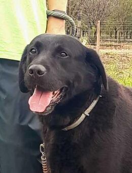 Scotty, der Senior - Hückelhoven