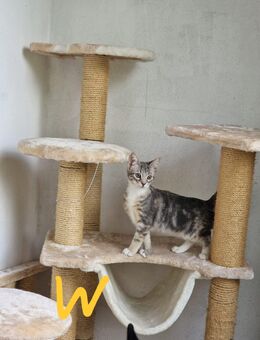 Kitten suchen ihr Für-Immer-Zuhause - Hamm
