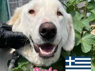 Perla, 05/22 - Schönheit sucht Familie - Heppenheim (Bergstraße)
