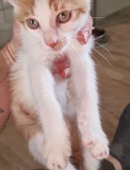 Katzenbabys abzugeben - Osternienburger Land