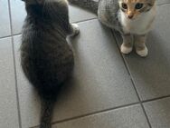 Babykatzen zu verkaufen - Düsseldorf