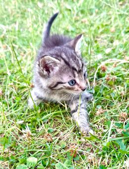 3 Kitten abzugeben - Bad Dürrenberg