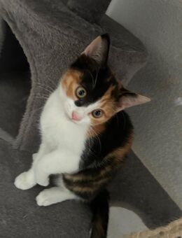 Kater sucht ein neues - Landshut