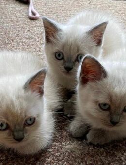 Süße BKH Kitten suchen ein Zuhause - Tettenweis