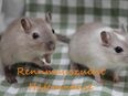 Junge und ausgewachsene Rennmäuse aus langjähriger Zucht Rennmaus Wüstenrennmaus Wüstenrennmäuse in 26123