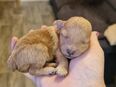Maltipoo mix Welpen in 79400