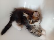 Xxl Maine Coon Kitten Mädchen + Junge - Bechhofen (Bayern)