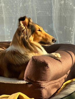 Amerikanische Collie Hündin - Rinteln