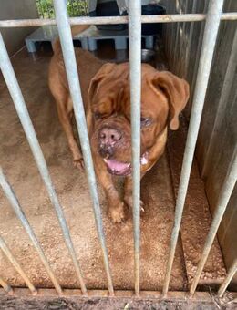 LÉON - Bordeauxdoggen-Rüde in Gefahr - - Kempen