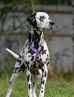 Selbstbewusste Gloria sucht dich! - Duisburg