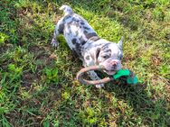 Sehr hübsche Französische Welpen in blue merle - Speyer