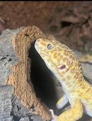 Leopardgecko(s) in 47918