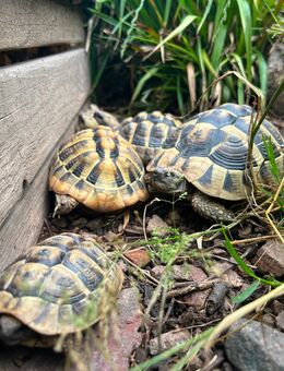 Griechische Landschildkröten - Durbach