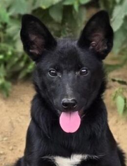 FREYA 2 sucht Familie - Gefrees