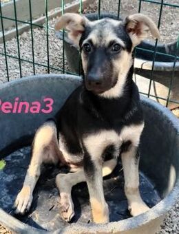 Reina3 aufgeschlossenes Mädchen 3/25 GRC - Ruppertsecken